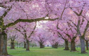 ornamental cherry, cherry trees, cherry blossoms-7852285.jpg